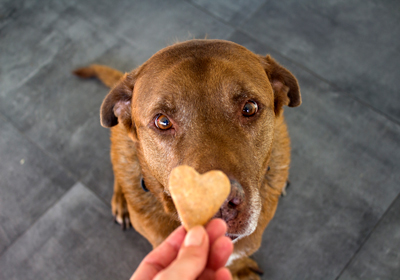 Dog looking up at a heart shaped biscuit