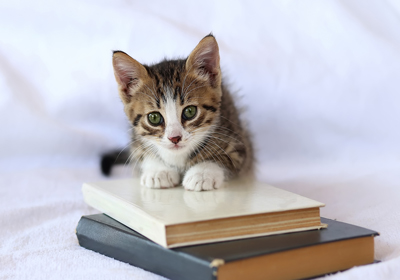 Kitten sitting on a pile of books