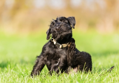A dog scratching itself in a field