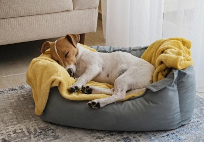 A dog lying in bed with a blanket