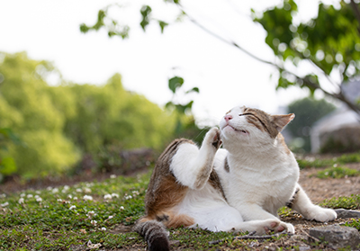 A cat scratching itself outdoors