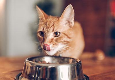 A cat eating food from a metal bowl