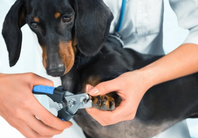 Claws being clipped