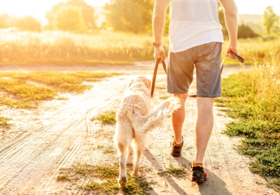 A dog being walked down a grassy path on a sunny day