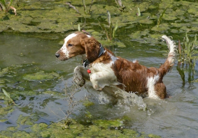 Dog playing in a pond filled with algae