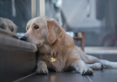 A dog looking stressed