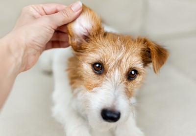 A dog having its ear inspected