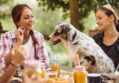 A dog looking at some food on a picnic table