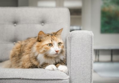 Cat sitting on sofa