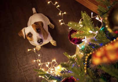 A dog sitting at the bottom of a Christmas tree
