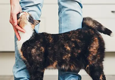 Jingle Bell Cat Collars: Pros &amp; Cons