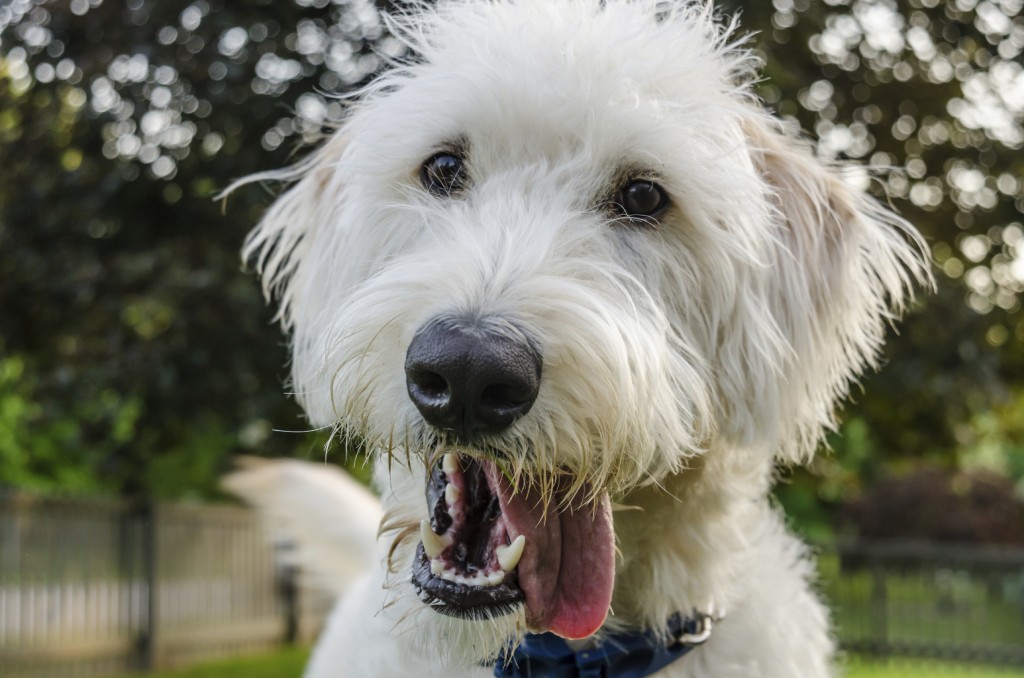 A white labradoodle flops his tongue out while looking at the camera
