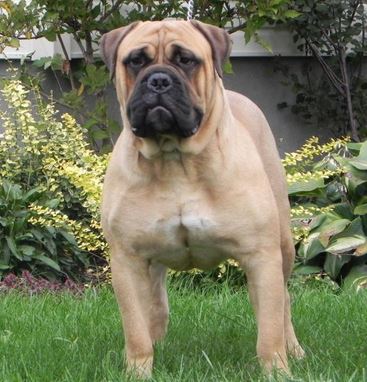 bull mastiff dog