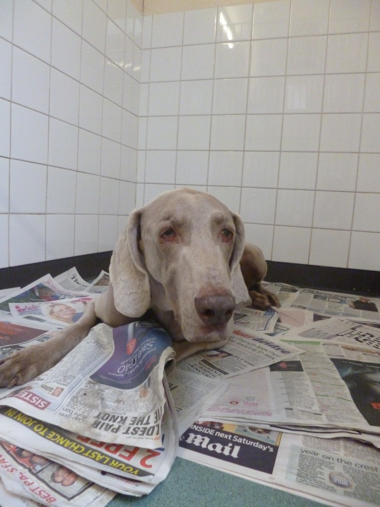 Chocolate is dangerous for dogs Cherrydown Vets Cherrydown Vets