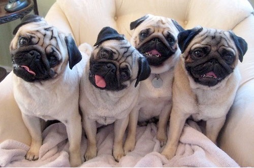 a grumble of pugs
