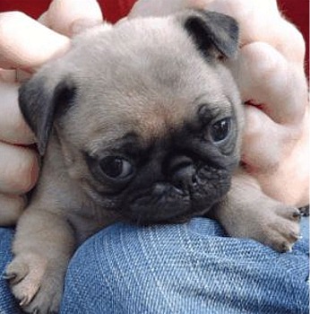 do all pugs have down syndrome