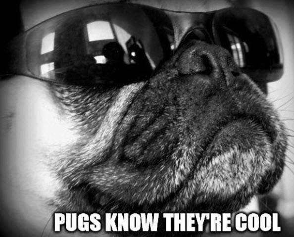 Pugs