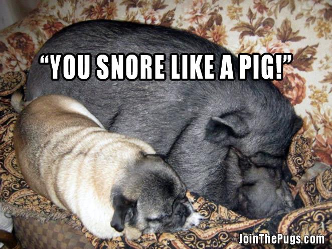 pugs snore