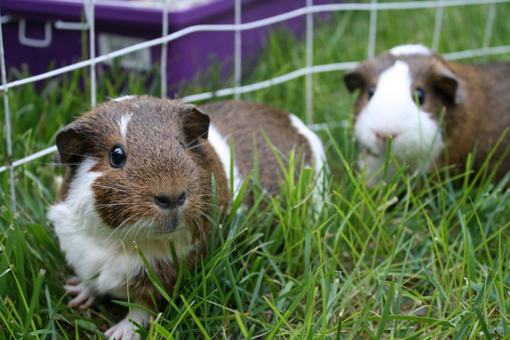Guinea Pigs