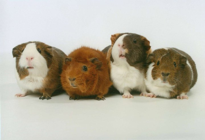Guinea Pigs