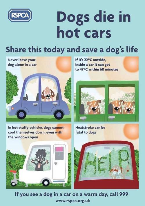 Dog in car heat clearance