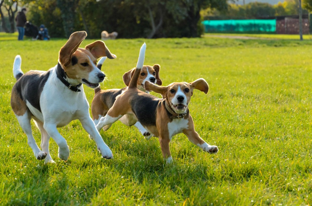 beagles 2