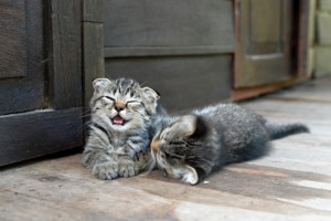 iStock_000072018089_Small