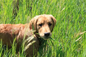 why do dogs eat grass?