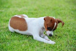 why do dogs eat grass?