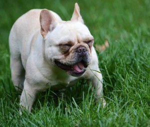 why do dogs eat grass?