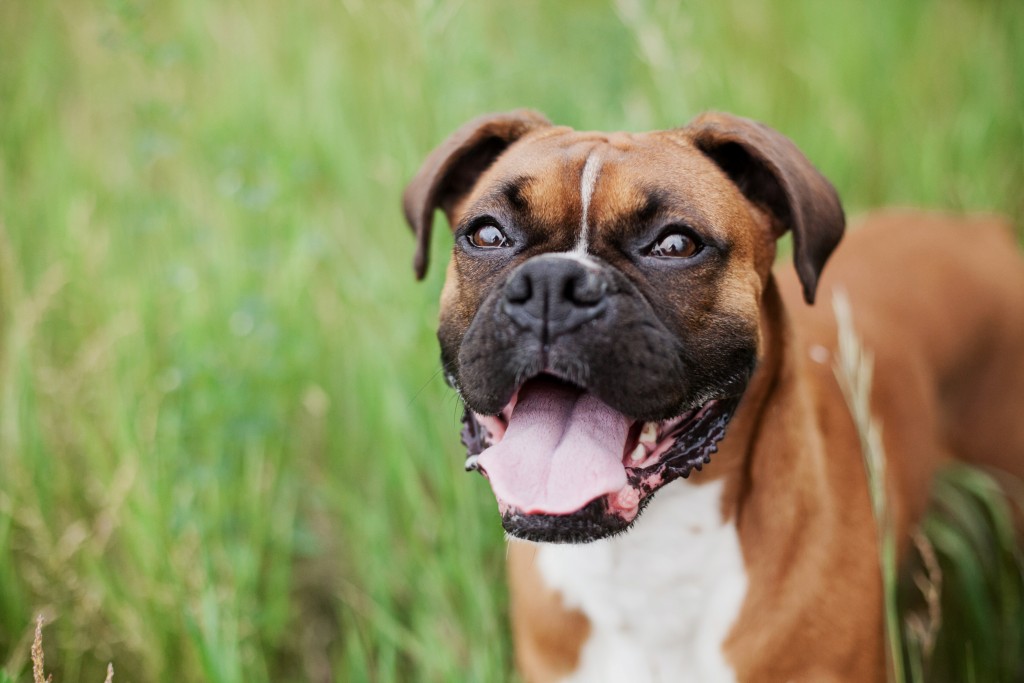 Boxer Dogs