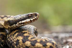 adder snakes can be dangerous to pets