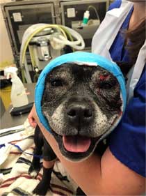 staffie bitten by fox