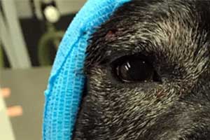 dogs can be bitten by foxes