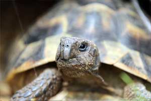 tortoise microchipping