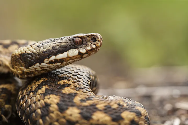 dog walkers urged to beware adders
