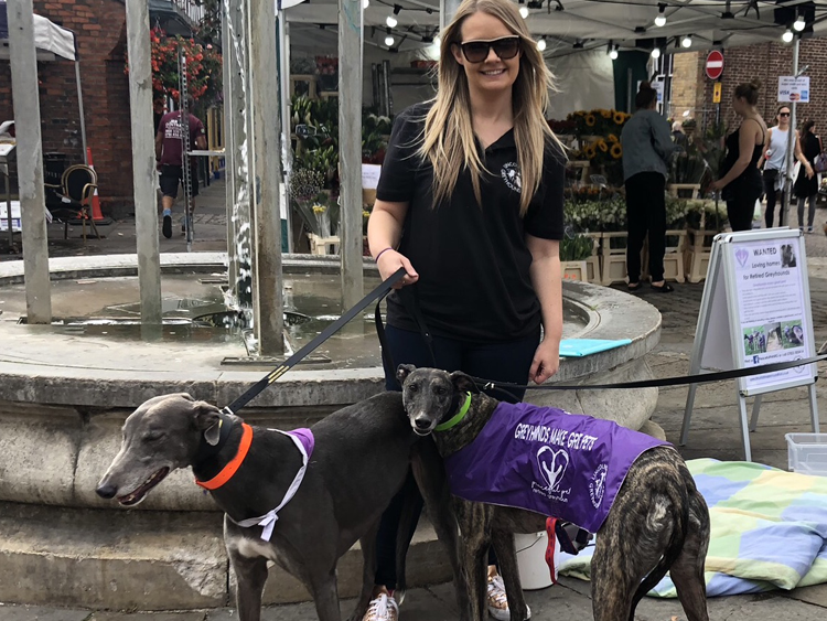 greyhounds by cherrydown vets basildon