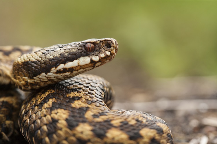 basildon vets adder