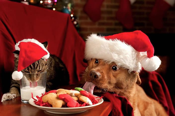 christmas-animals-cherryd-down-vets