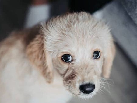 puppy-is-not-a-xmas-present