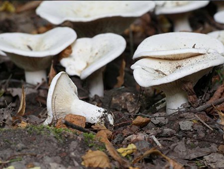 mushroom-warning-basildon-vets