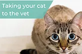 taking cat to vets